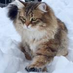 Damman Amur Maximus - Siberien black golden