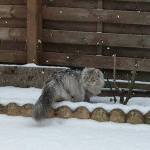Damman Amur Mishka - Siberien black silver