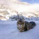Siberian cat snowy landscape