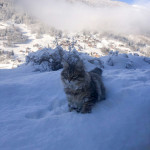 Siberian cat snowy landscape