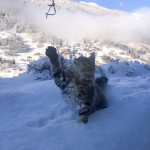 Siberian cat snowy landscape