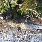 Yuzu - Sibérien black silver mackerel tabby