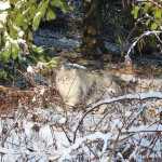 Yuzu - Sibérien black silver mackerel tabby