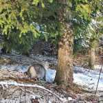 Yuzu - Sibérien black silver mackerel tabby