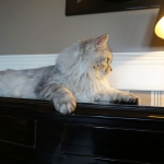 Sibérien Damman Amur Jazz, black silver tabby, Chatterie Damman Amur.