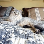 Sibérien Damman Amur Jazz, black silver tabby, Chatterie Damman Amur.