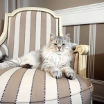 Sibérien Damman Amur Jazz, black silver tabby, Chatterie Damman Amur.