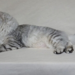 Sibérien Damman Amur Jazz, black silver tabby, Chatterie Damman Amur.