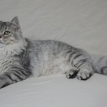 Sibérien Damman Amur Jazz, black silver tabby, Chatterie Damman Amur.
