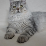 Sibérien Damman Amur Jazz, black silver tabby, Chatterie Damman Amur.