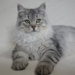 Sibérien Damman Amur Jazz, black silver tabby, Chatterie Damman Amur.