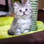Sibérien Damman Amur Jazz, black silver tabby, Chatterie Damman Amur.