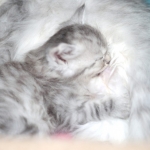 Sibérien Damman Amur Jazz, black silver tabby, Chatterie Damman Amur.
