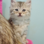 Sibérien Damman Amur Jazz, black silver tabby, Chatterie Damman Amur.