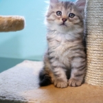 Sibérien Damman Amur Jazz, black silver tabby, Chatterie Damman Amur.