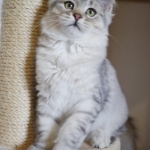 Sibérien Damman Amur Jazz, black silver tabby, Chatterie Damman Amur.