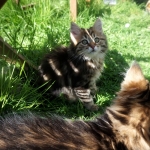 Damman Amur Kirov Sibérien brown blotched tabby