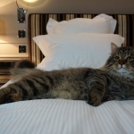 Taifun Adagio Sibérien brown spotted tabby
