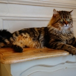 Rossity Irvin Sibérien brown spotted tabby