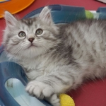 Damman Amur Marley Sibérien black silver spotted tabby