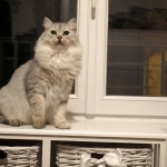 Damman Amur Lia Sibérien black silver spotted tabby