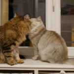 Les amoureux Lia et Istok