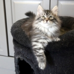 Damman Amur Maladiets black silver spotted tabby