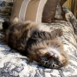 Rossity Irvin Sibérien brown spotted tabby