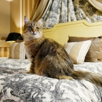 Ahimsa Stashkot Sibérien brown spotted tabby
