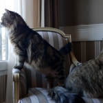 Rossity Irvin Sibérien brown spotted tabby