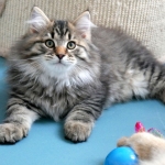 Damman Amur Mika Sibérien brown spotted tabby