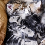 Amour fraternel