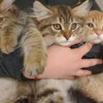 Les chatons d'Ilmen et Lux
