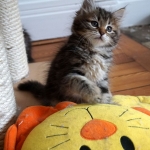 bébé Sibérien chez Damman Amur