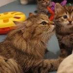 Oceania et son bébé