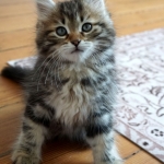 Léo chaton Sibérien brown blotched tabby