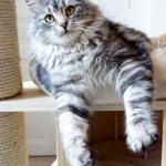 Luna de Somarie chez Damman Amur, chat black silver blotched
