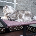 Czarina of Meda Garden chez Damman Amur, chat black silver blotched