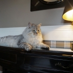 Fife Int Champion Damman Amur Jaz, black silver spotted tabby