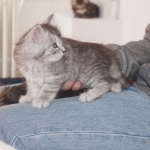 David avec Bébé