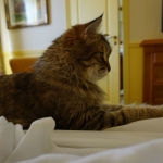 Ahimsa se détand chez Damman AMur