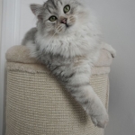 Damman Amur Lia black silver spotted tabby