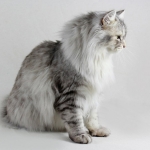Odessa Rossity chez Damman Amur, Sibérien black silver spotted tabby