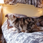 Irvin Rossity chez Damman Amur, Sibérien brown blotched tabby
