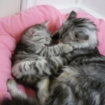 Luna et son bébé