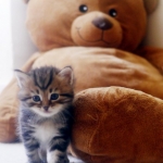 Damman Amur Inacio avec Teddy