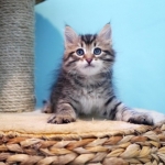 Damman Amur Inigo Inigo, chaton SIbérien brown spotted tabby