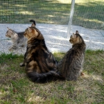 Petite famille s'amuse dehors