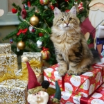 Damman Amur Inacio et le sapin de Noel