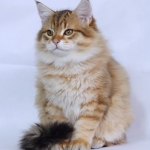 Black golden Sibérien Ilmen SIbaris 3 mois, chatterie Damman Amur